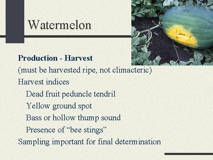 Watermelon Production - Harvest (must be harvested ripe, not climacteric) Harvest indices Dead fruit