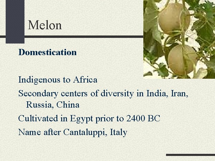 Melon Domestication Indigenous to Africa Secondary centers of diversity in India, Iran, Russia, China