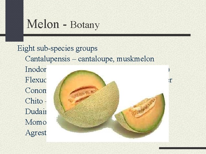 Melon - Botany Eight sub-species groups Cantalupensis – cantaloupe, muskmelon Inodorus – winter melon