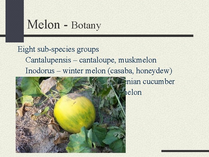 Melon - Botany Eight sub-species groups Cantalupensis – cantaloupe, muskmelon Inodorus – winter melon
