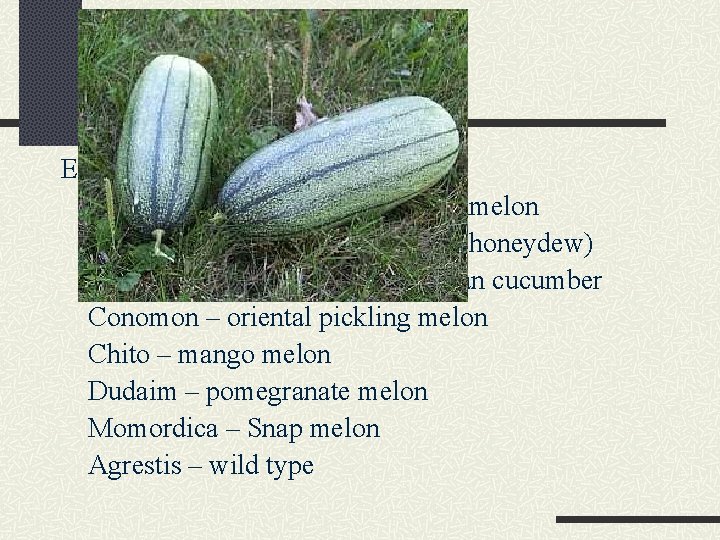 Melon - Botany Eight sub-species groups Cantalupensis – cantaloupe, muskmelon Inodorus – winter melon