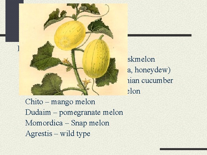 Melon - Botany Eight sub-species groups Cantalupensis – cantaloupe, muskmelon Inodorus – winter melon