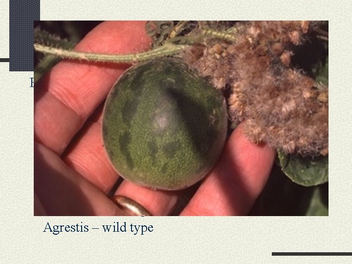 Melon - Botany Eight sub-species groups Cantalupensis – cantaloupe, muskmelon Inodorus – winter melon