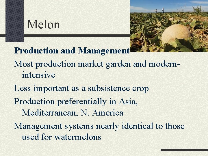 Melon Production and Management Most production market garden and modernintensive Less important as a