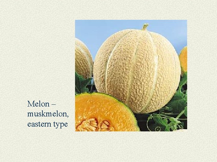 Melon – muskmelon, eastern type 