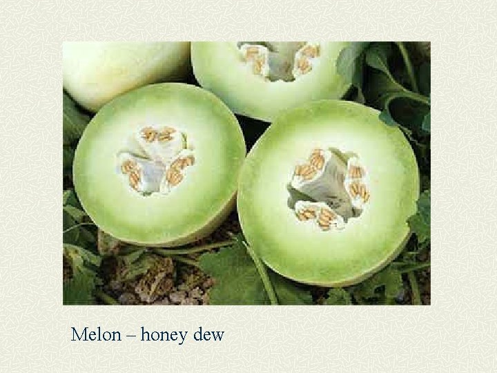 Melon – honey dew 