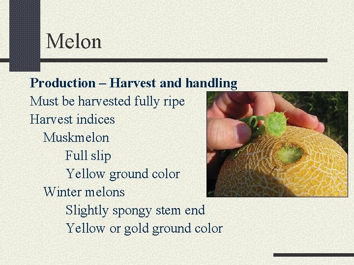 Melon Production – Harvest and handling Must be harvested fully ripe Harvest indices Muskmelon