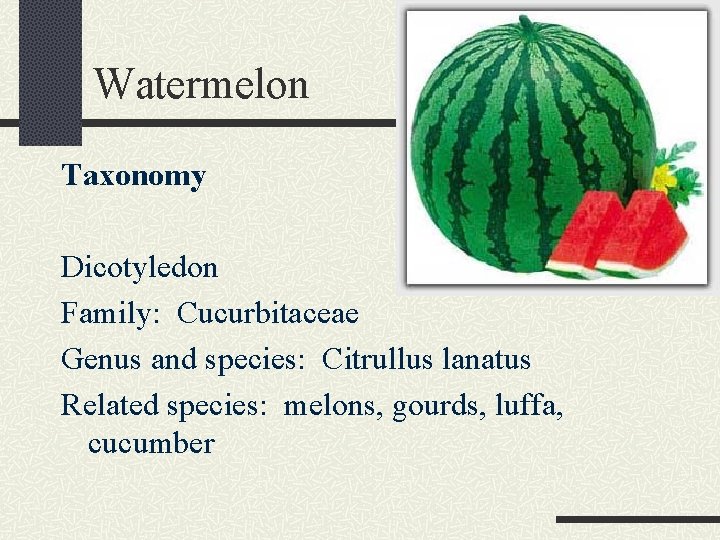 Watermelon Taxonomy Dicotyledon Family: Cucurbitaceae Genus and species: Citrullus lanatus Related species: melons, gourds,