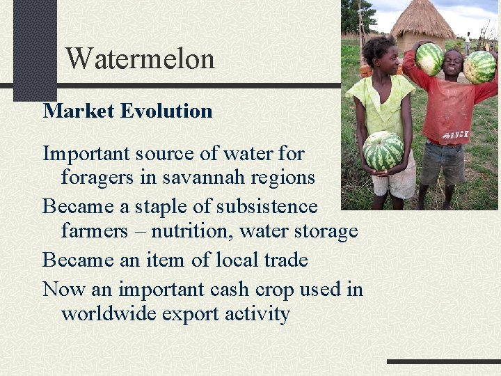 Watermelon Market Evolution Important source of water foragers in savannah regions Became a staple