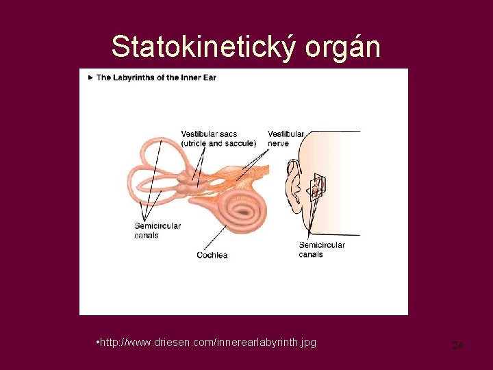 Statokinetický orgán • http: //www. driesen. com/innerearlabyrinth. jpg 24 