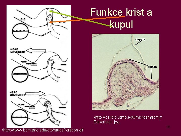 Funkce krist a kupul • http: //cellbio. utmb. edu/microanatomy/ Ear/crista 1. jpg • http: