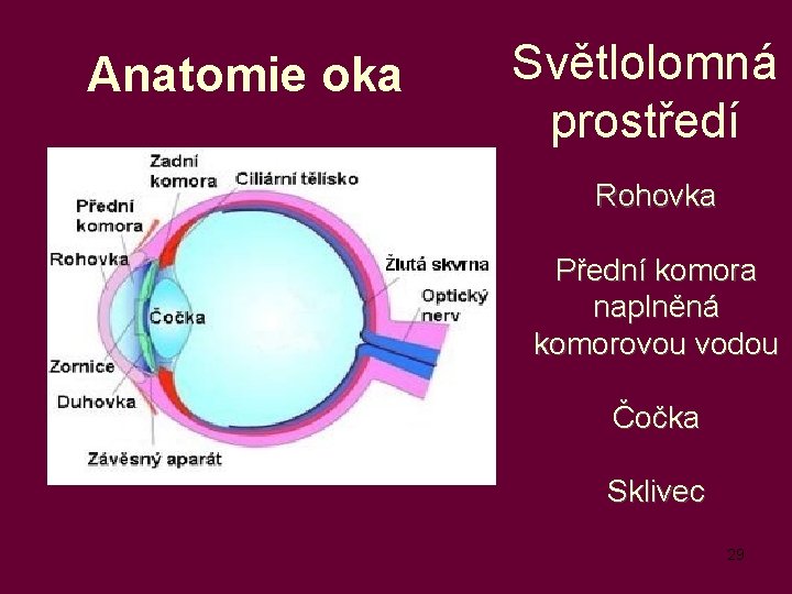 Anatomie oka Světlolomná prostředí Rohovka Přední komora naplněná komorovou vodou Čočka Sklivec 29 