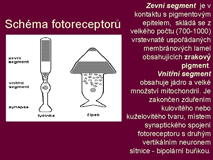 Schéma fotoreceptorů Zevní segment je v kontaktu s pigmentovým epitelem, skládá se z velkého