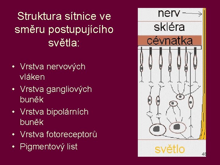 Struktura sítnice ve směru postupujícího světla: • Vrstva nervových vláken • Vrstva gangliových buněk