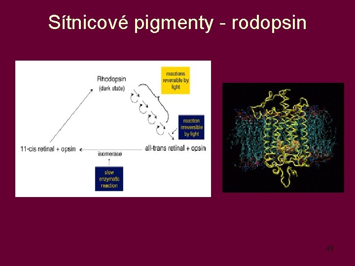 Sítnicové pigmenty - rodopsin 49 