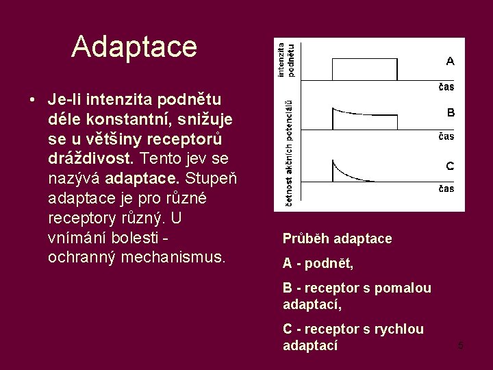  Adaptace • Je-li intenzita podnětu déle konstantní, snižuje se u většiny receptorů dráždivost.