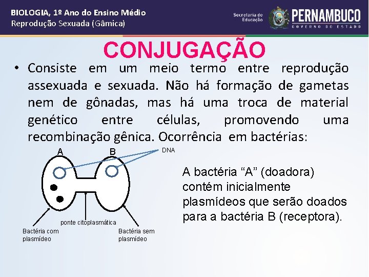 BIOLOGIA, 1º Ano do Ensino Médio Reprodução Sexuada (Gâmica) CONJUGAÇÃO • Consiste em um