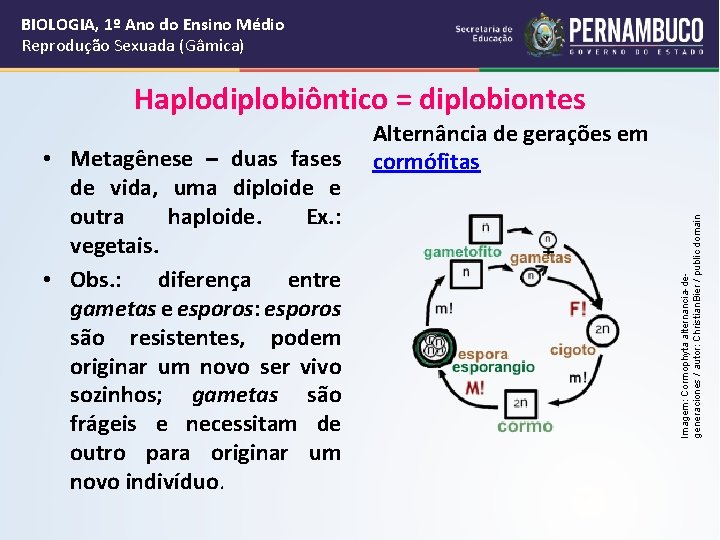 BIOLOGIA, 1º Ano do Ensino Médio Reprodução Sexuada (Gâmica) Haplodiplobiôntico = diplobiontes Imagem: Cormophyta