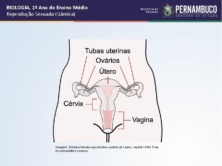 BIOLOGIA, 1º Ano do Ensino Médio Reprodução Sexuada (Gâmica) Imagem: Scheme female reproductive system-pt