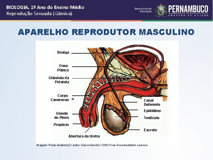 BIOLOGIA, 1º Ano do Ensino Médio Reprodução Sexuada (Gâmica) APARELHO REPRODUTOR MASCULINO Bexiga Osso