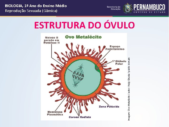 BIOLOGIA, 1º Ano do Ensino Médio Reprodução Sexuada (Gâmica) Imagem: Ovo Metalécito / autor: