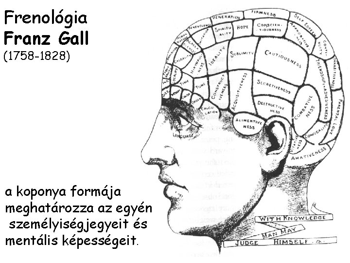 Frenológia Franz Gall (1758 -1828) a koponya formája meghatározza az egyén személyiségjegyeit és mentális