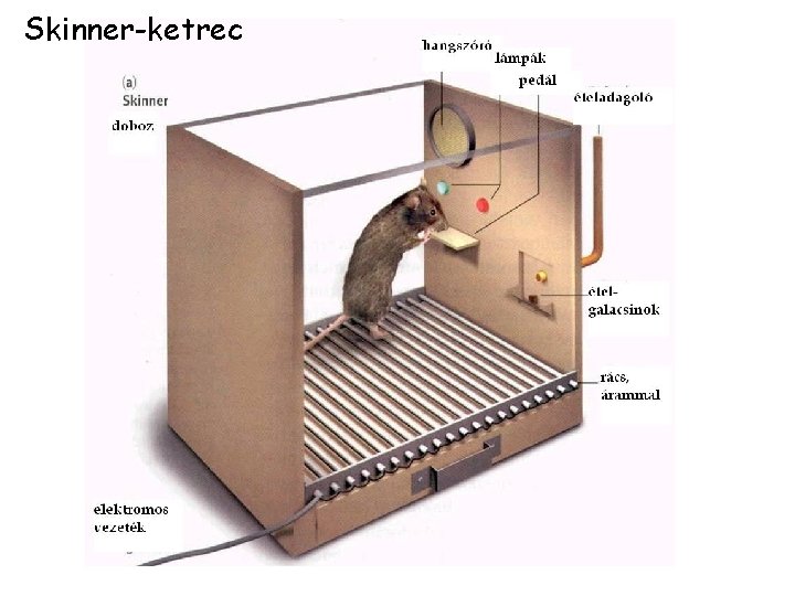 Skinner-ketrec 