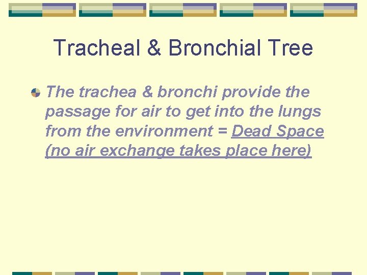 Tracheal & Bronchial Tree The trachea & bronchi provide the passage for air to