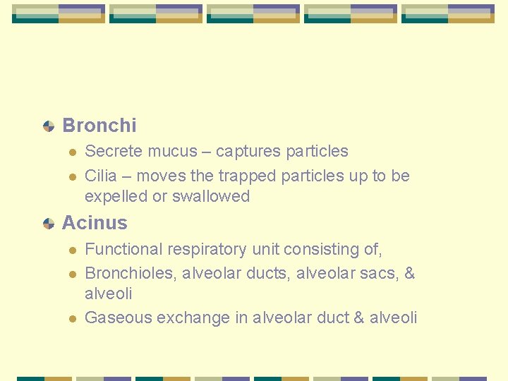 Bronchi l l Secrete mucus – captures particles Cilia – moves the trapped particles