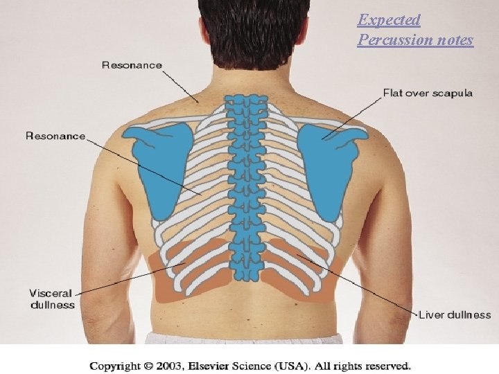 Expected Percussion notes 