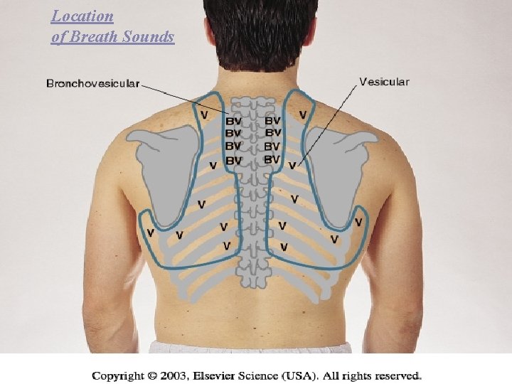 Location of Breath Sounds 
