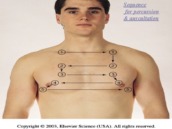 Sequence for percussion & auscultation 