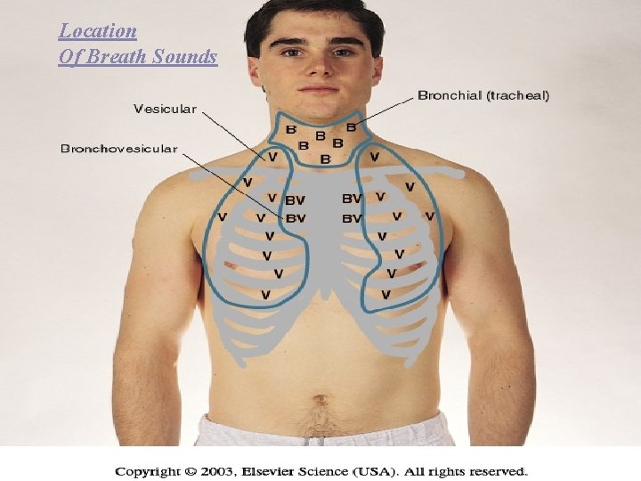 Location Of Breath Sounds 