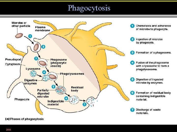 Phagocytosis 2008 Figure 16. 8 a 