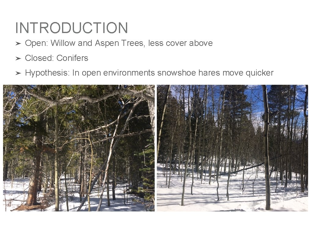 SNOWSHOE HARE BEHAVIOR IN DIFFERENT ENVIRONMENTS Megan Paliwoda