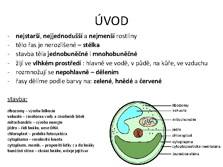 ÚVOD - nejstarší, nejjednodušší a nejmenší rostliny tělo řas je nerozlišené – stélka stavba