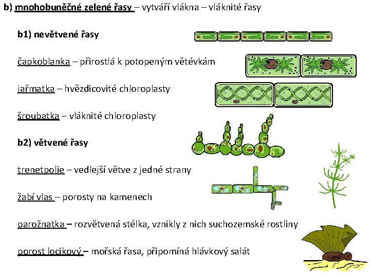 b) mnohobuněčné zelené řasy – vytváří vlákna – vláknité řasy b 1) nevětvené řasy