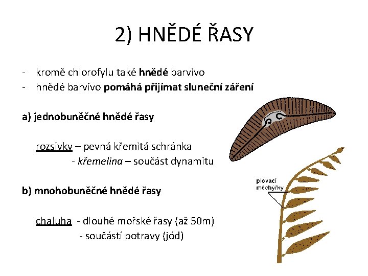 2) HNĚDÉ ŘASY - kromě chlorofylu také hnědé barvivo - hnědé barvivo pomáhá přijímat