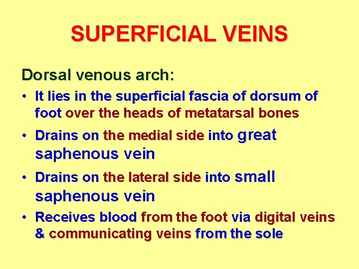 SUPERFICIAL VEINS Dorsal venous arch: • It lies in the superficial fascia of dorsum