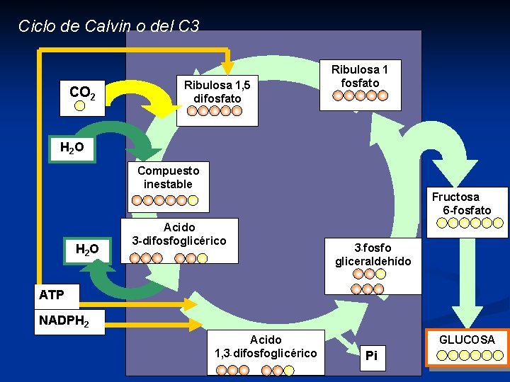 Ciclo de Calvin o del C 3 CO 2 Ribulosa 1, 5 difosfato Ribulosa