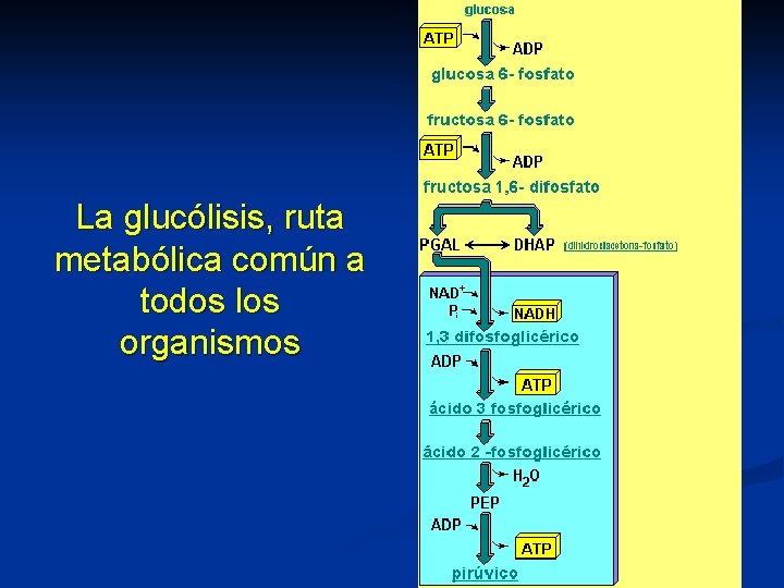 La glucólisis, ruta metabólica común a todos los organismos 