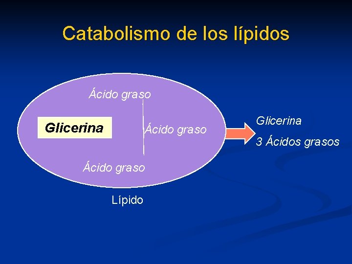 Catabolismo de los lípidos Ácido graso Glicerina Ácido graso Lípido Glicerina 3 Ácidos grasos