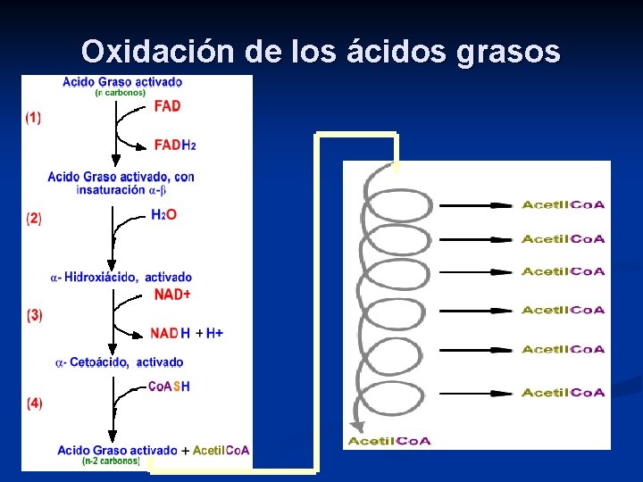 Oxidación de los ácidos grasos 