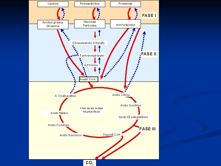 Lípidos Proteínas Polisacáridos FASE I Hexosas Pentosas Acidos grasos Glicerina Aminoácidos Gliceraldehido 3 -fosfato