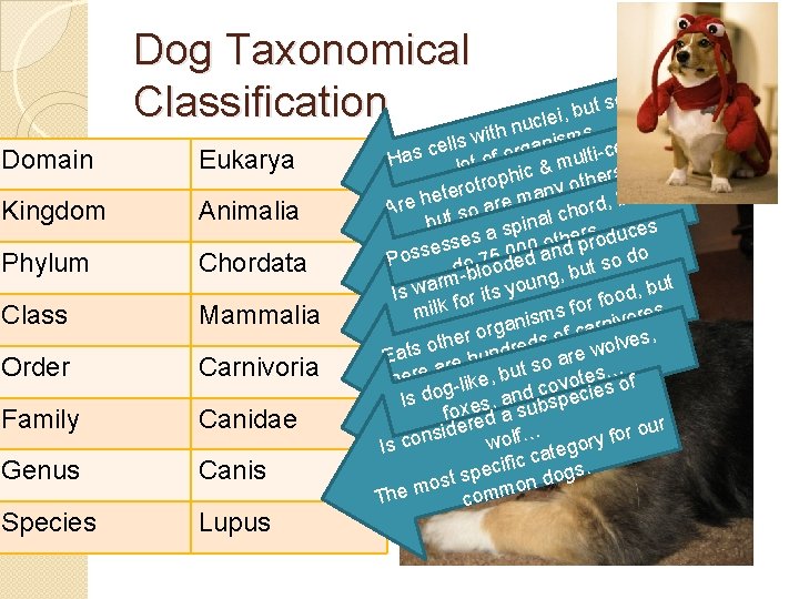 Dog Taxonomical Classification Domain Eukarya Kingdom Animalia Phylum Chordata Class Mammalia Order Carnivoria Family