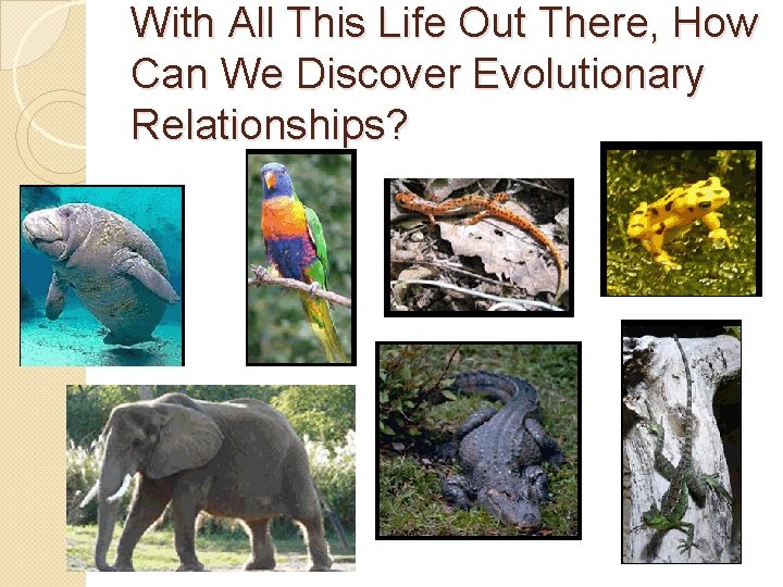 With All This Life Out There, How Can We Discover Evolutionary Relationships? 