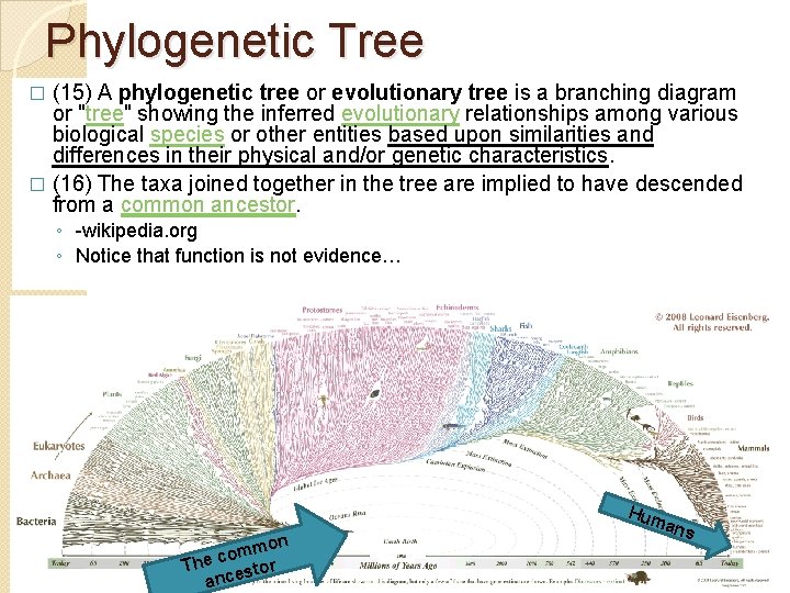 Phylogenetic Tree (15) A phylogenetic tree or evolutionary tree is a branching diagram or