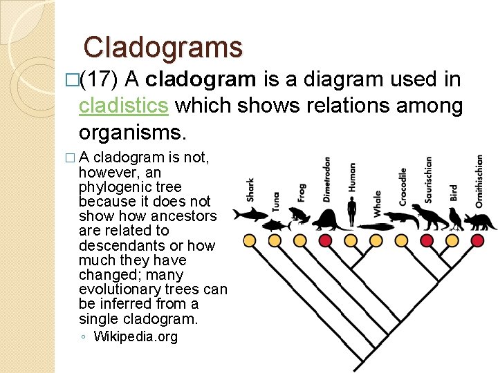 Cladograms �(17) A cladogram is a diagram used in cladistics which shows relations among