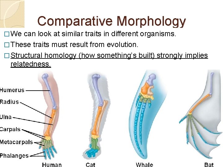 Comparative Morphology � We can look at similar traits in different organisms. � These