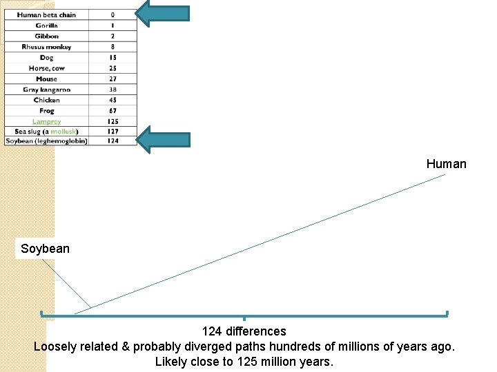 Human Soybean 124 differences Loosely related & probably diverged paths hundreds of millions of